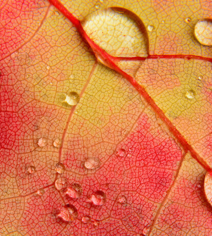 Maple Leaf