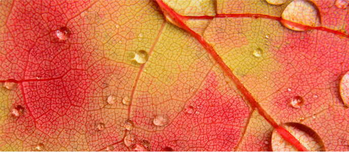 Maple Leaf