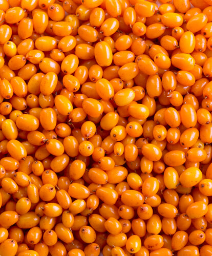 Sea Buckthorn Berry & Seed