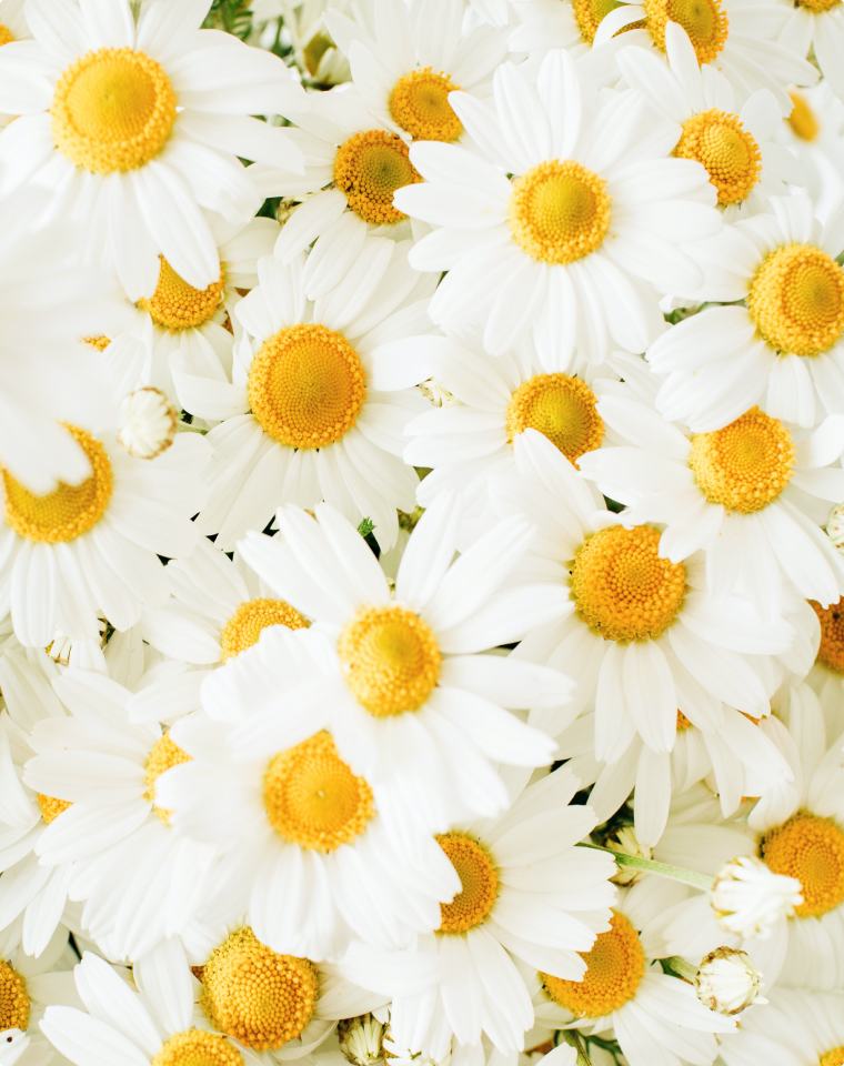Chamomilla Recutita (Chamomile) Flower Extract*
