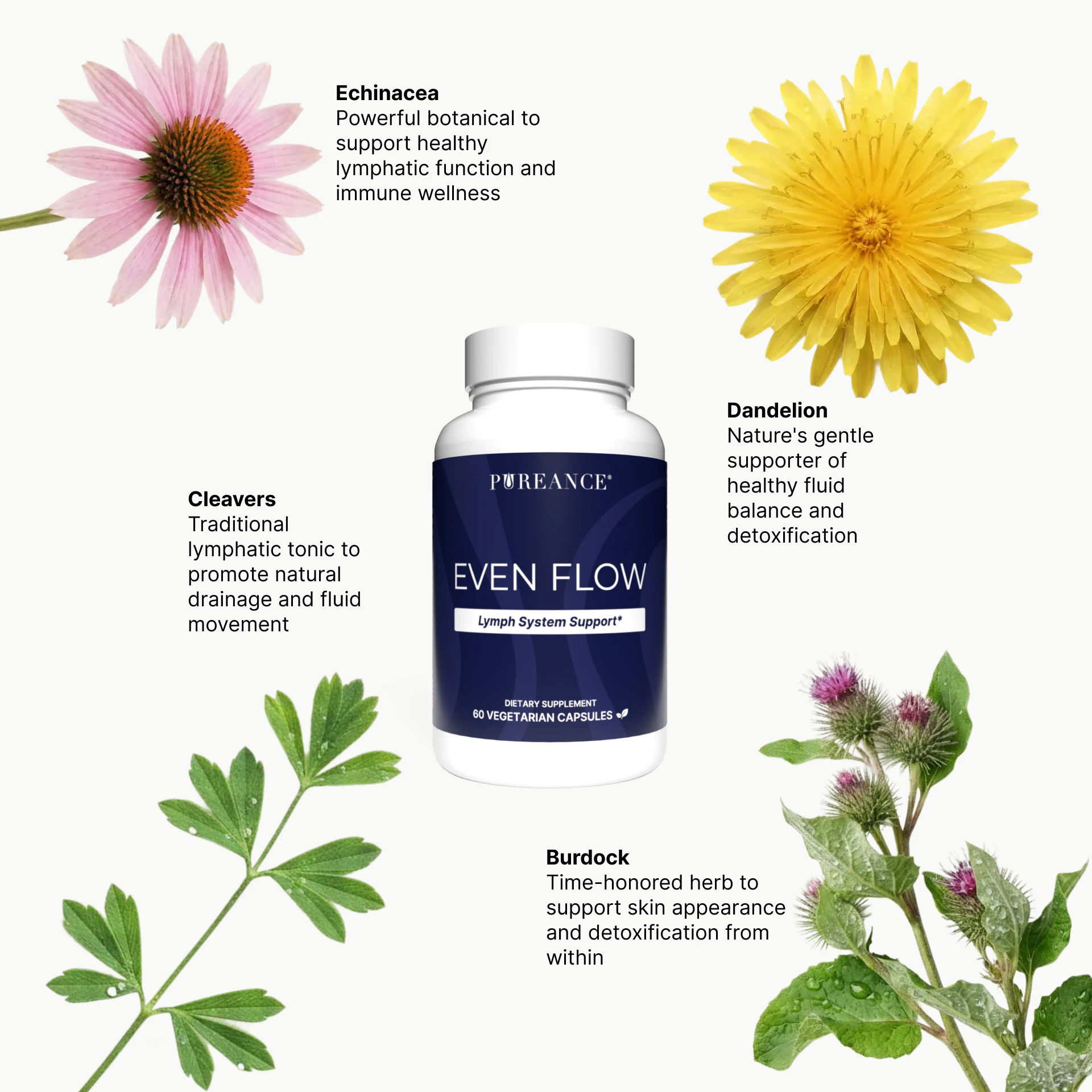 Key ingredients in Even Flow lymphatic support supplement