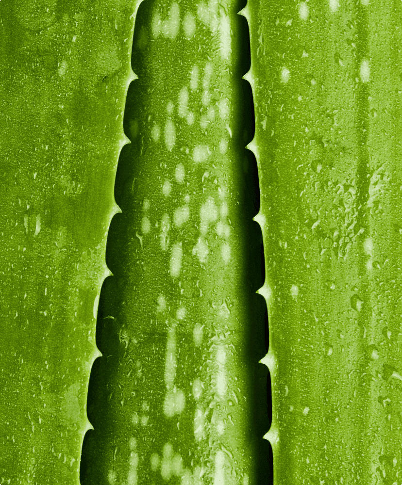 Aloe Barbadensis Leaf Juice