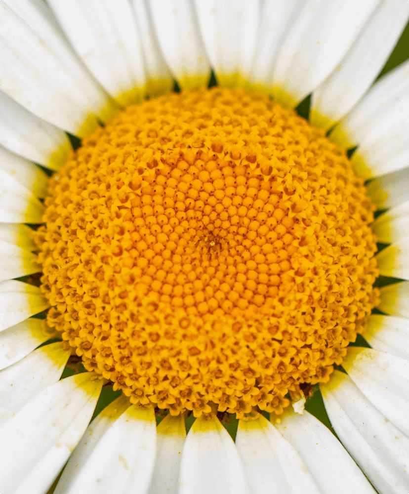 Chamomilla Recutita (Matricaria) Flower Extract