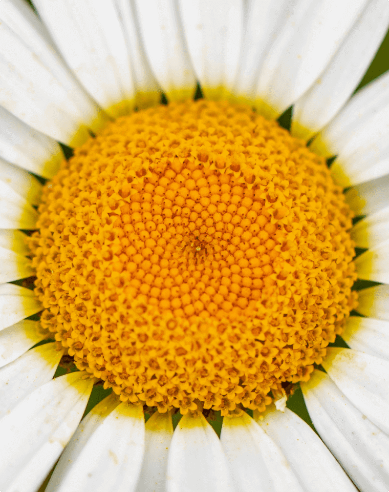 Chamomilla Recutita (Matricaria) Flower Extract