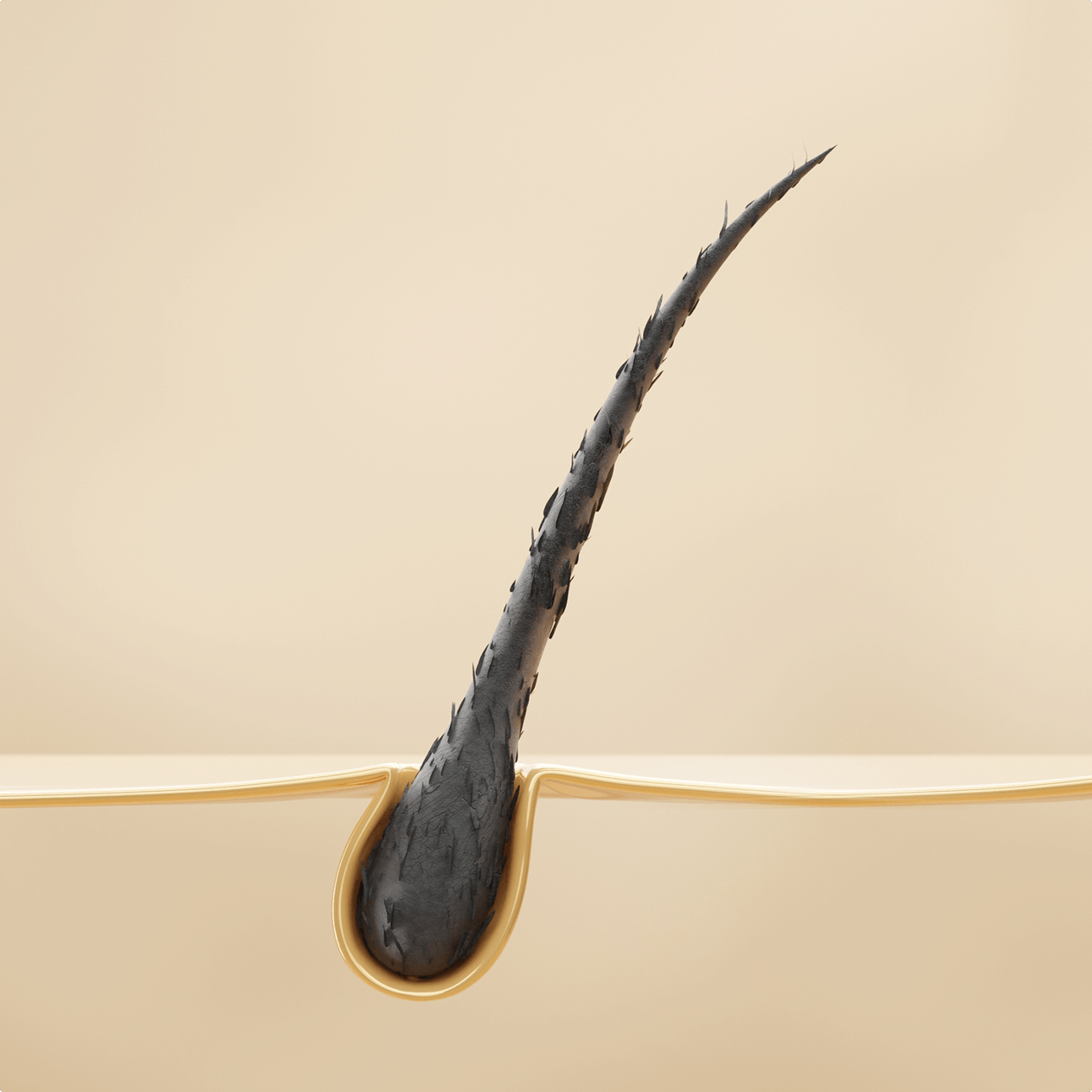 Thinning hair follicle vs healthy hair follicle