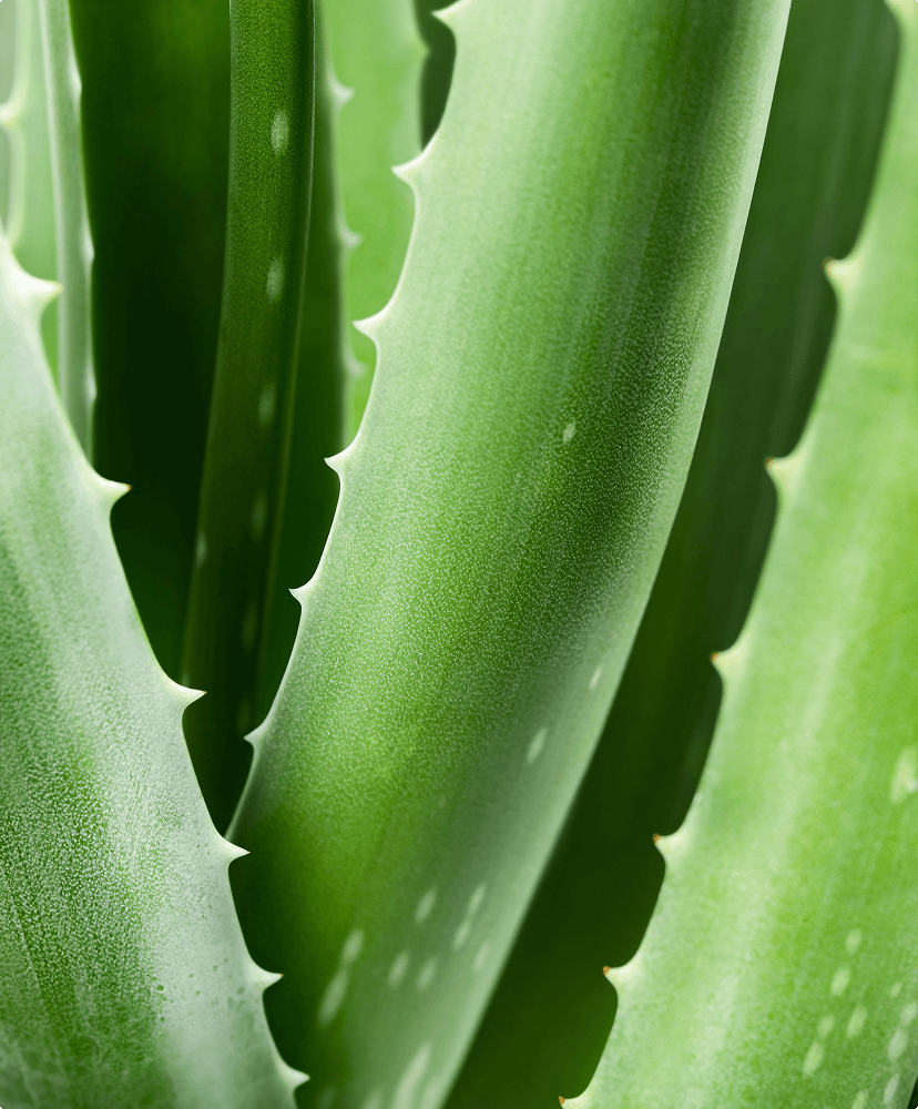 Aloe Vera Gel