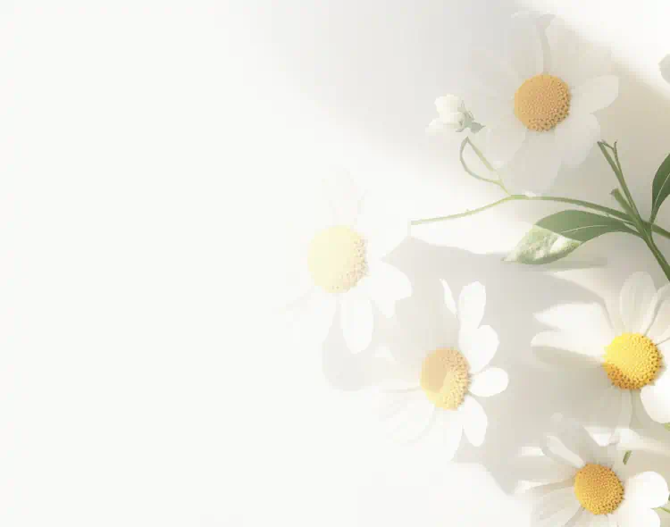Chamomile flowers with green stems and white petals