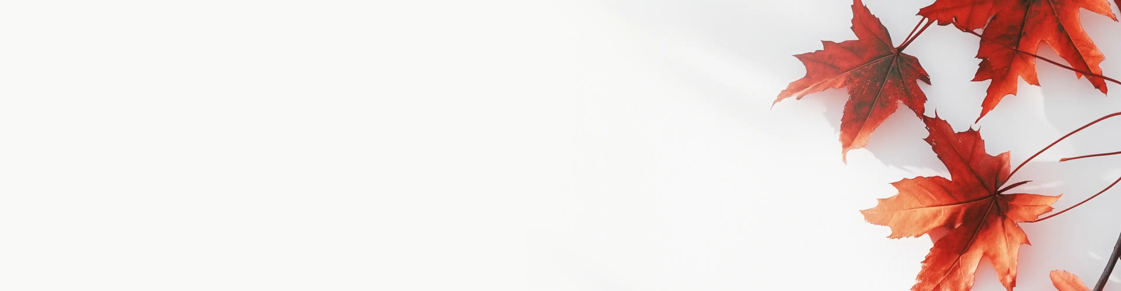 Red maple leaves on white background