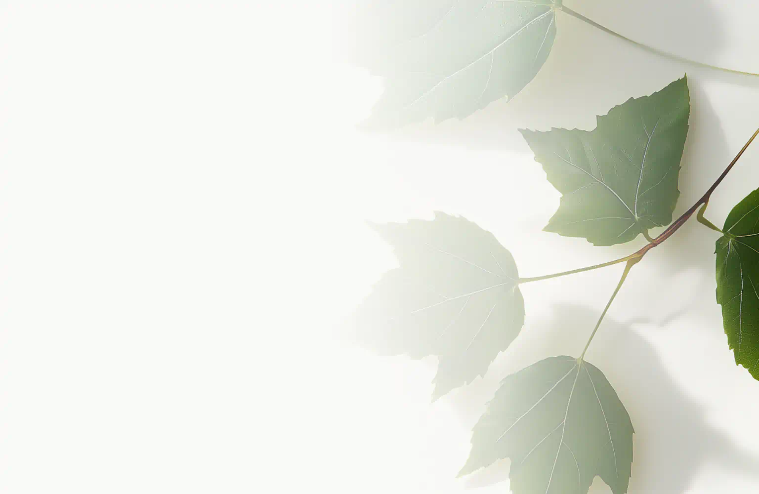 Green striped maple leaves on light background