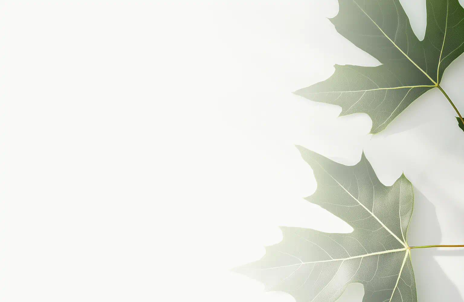 Green sugar maple leaves