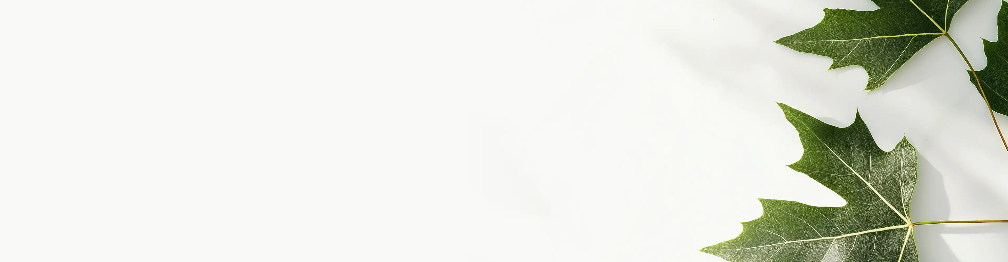 Green sugar maple leaves