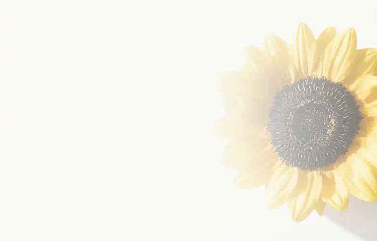Bright sunflower with yellow petals