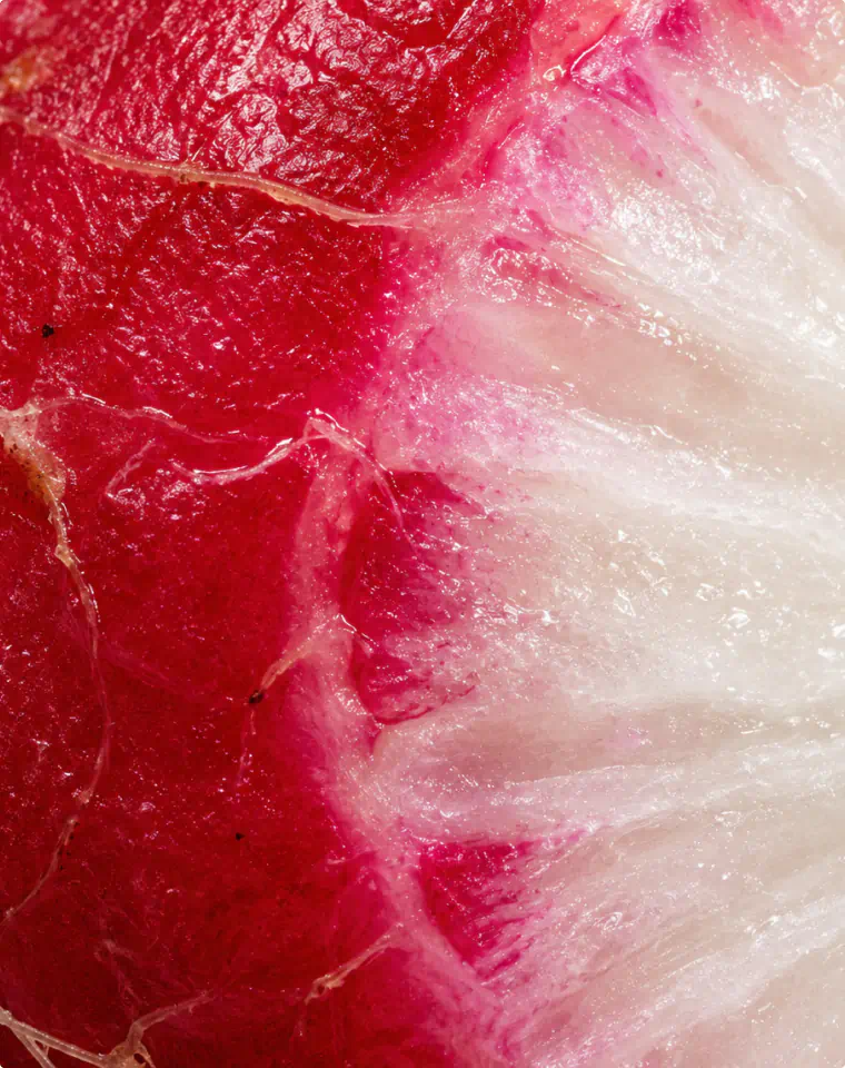 Leuconostoc/Radish Root Ferment Filtrate