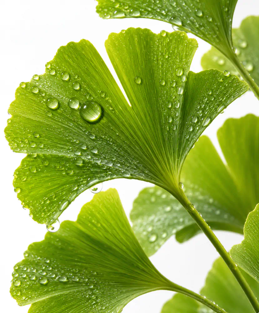 Ginkgo Biloba Leaf Extract