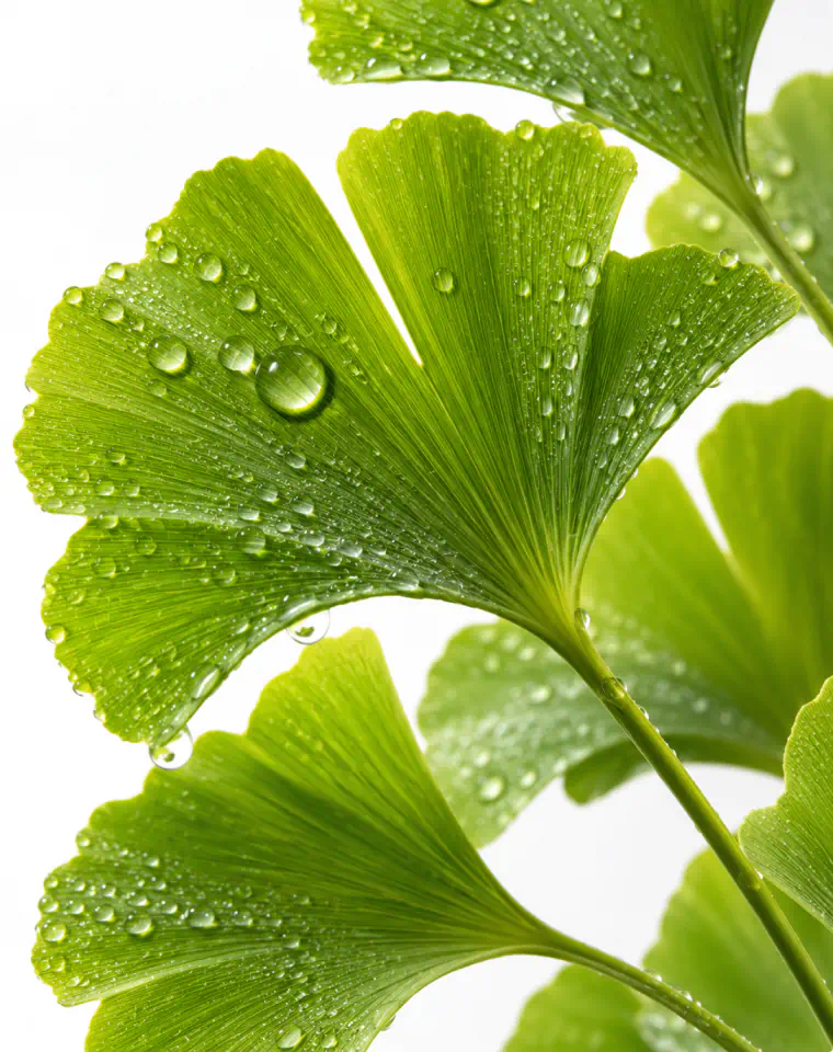 Ginkgo Biloba Leaf Extract