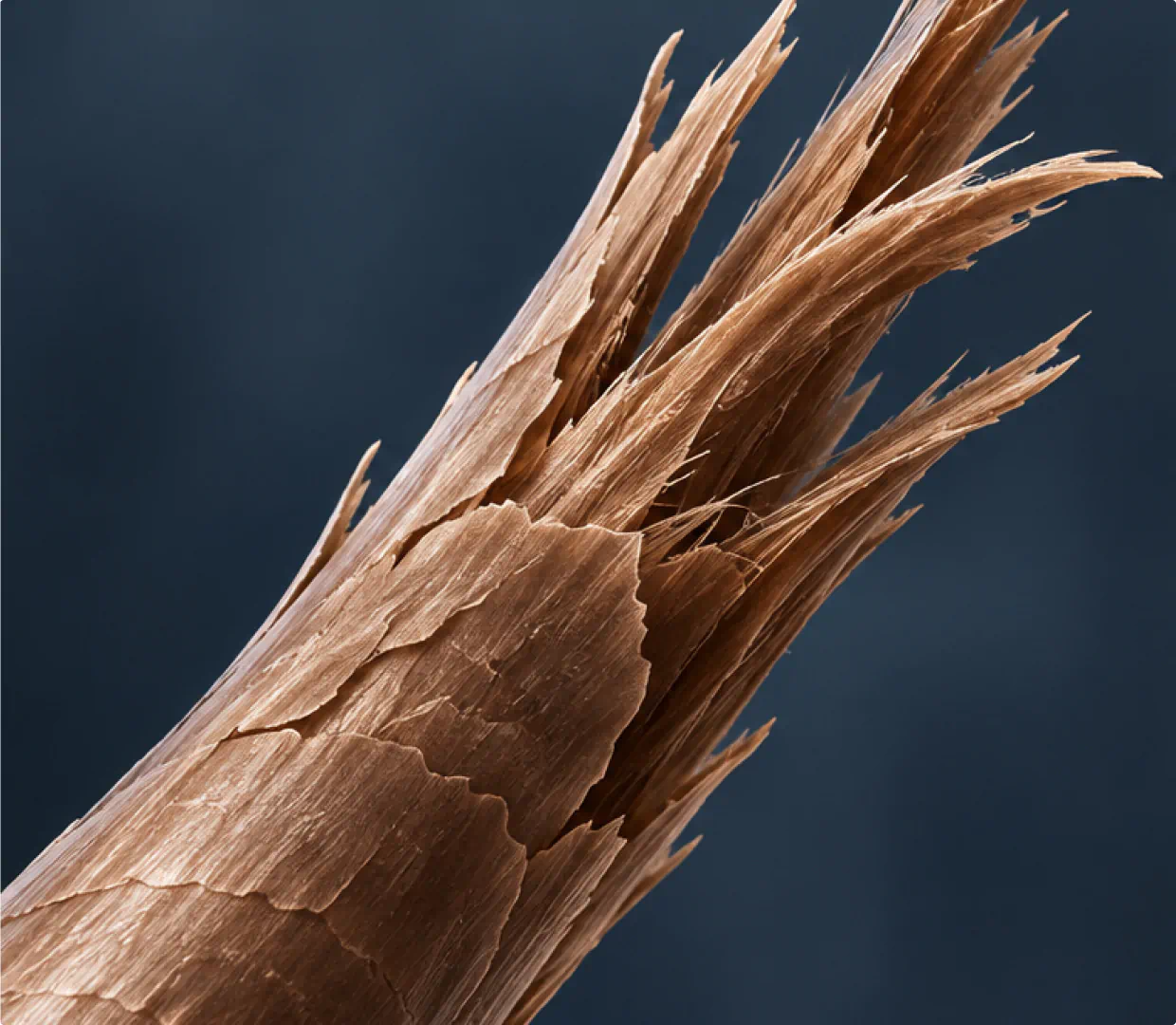 Close-up of split, frayed hair strand without Re-Bond Hair Mask