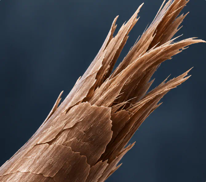 Close-up of split, frayed hair strand without Re-Bond Hair Mask