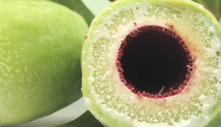 Kakadu Plum Extract
