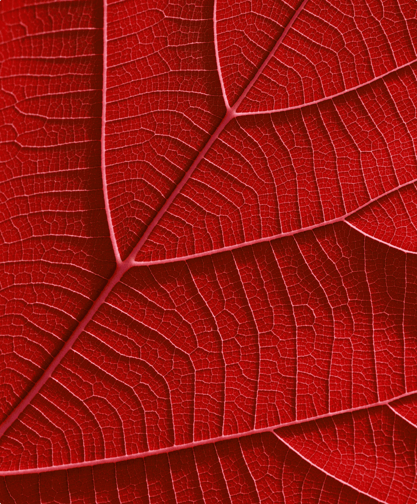 Maple Leaf Antioxidant & Youth Complex